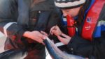 Norwegian farm kills half its fish to prevent ISA spread