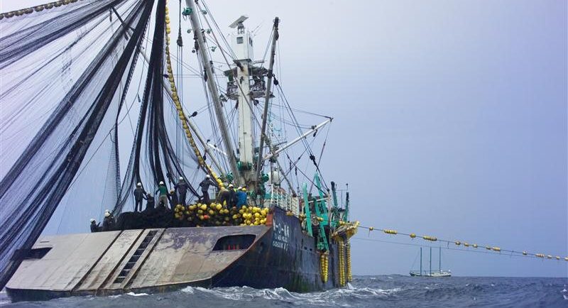 Report: Half of MSC-certified 'sustainable' tuna caught with controversial  gear
