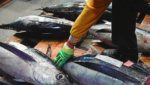 Bay of Biscay catchers expect strong albacore season as authorities push regional label