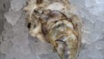 Rhode Island's farmed oyster industry sees value rise