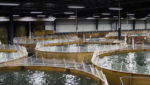 Bell Aquaculture turning profit on land-based steelhead production launch