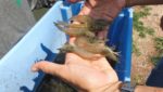 In pictures: Seajoy shrimp operations in Honduras