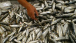 Portuguese sardine fishery faces November deadline as MSC suspends certificate, again