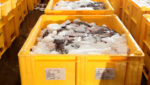 Danish fish auction reaps benefits from lighter, non-insulated boxes