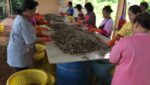 Thai shrimp processors face import barriers to becoming Asia value-added hub