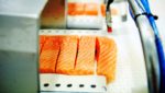 Norwegian salmon fillets. photo: Tom Haga/ NSC