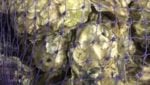 Pangea Shellfish welcomes oyster supply back after tough summer