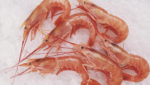 Growing global reach, firm prices for Argentine shrimp savior for groundfish catchers