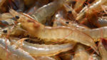 Quoc Viet nets Asia's first shrimp ASC