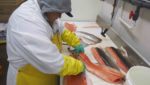 A worker takes the pinbone out of Scottish salmon at Seattle Fish Co.'s processing and distribution facility in Denver, Colorado. Matt Whittaker/Undercurrent News
