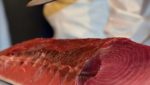 Ricardo Fuentes harvests world’s first land-farmed Atlantic bluefin tuna
