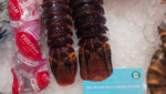 MSC lobster from world’s most remote community launches in top London department store