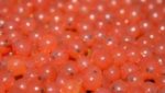 Norway selling salmon eggs to North Korea