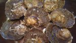 Danish oyster farmer projects five-fold revenue growth on high prices