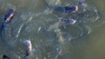 Catfish in pond, Texas