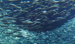 Tough times intensify in California wetfish industry