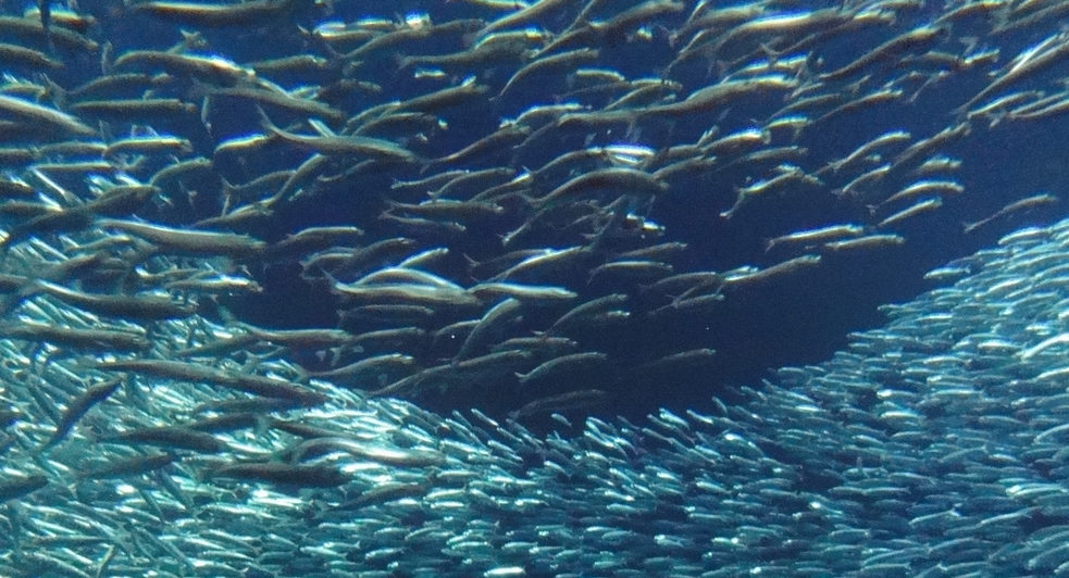 Tough times intensify in California wetfish industry