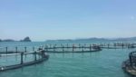 In pictures: Aquagrow's hatchery and floating finfish cage farm in Malaysia