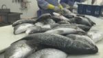 Malaysian finfish exporter GST Group expanding into domestic feed sales