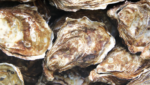Pacific Seafood plans oyster expansion