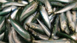 US West Coast sardine fishery emergency closure approved