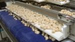 Skaginn completes frozen scallop processing line for Eastern Fisheries