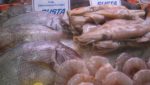 Susta scup, squid, shrimp