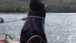 Salmon farmer workers abused an adult male sea lion in September 2014.
