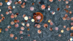 One adult and many juvenile scallops, taken by NOAA HabCam