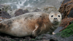 Seal Scotland