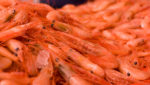 Canadian coldwater shrimp