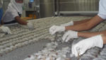 Shrimp processing at Sandhya Marines