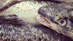 Atlantic salmon. Photo: Igor Schutz