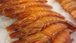 Crusta tiger shrimp