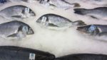 Culmarex seabass and seabream display