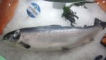 Scottish Salmon Company (SSC) Hebridean salmon
