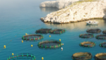 Mediterrenean aquaculture, via Pharmaq