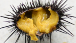 Ranched sea urchin. Credit: Noriko Hayashi