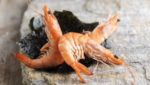Morubel shrimp