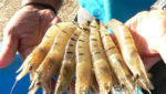 Farmed shrimp, via India's Westcoast group