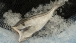 Atlantic haddock, via Kangamiut