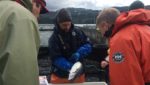 Fish inspections at Marine Harvest Canada. Via company website