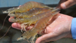 Ecuador shrimp