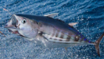 Pole-and-line caught tuna. Credit: Paul Hilton & IPNLF
