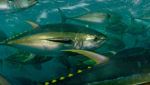 Yellowfin Tuna (Thunnus albacares) are cage-fed to improve the quality of their meat. La Paz, Mexico.