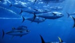 Yellowfin in Pacific ocean, Mexico. Credit: WWF