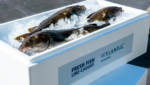 Icelandic cod Gadus line-caught