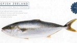 Kingfish Zeeland