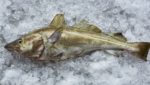 Whole North Sea cod on ice - Credit MSC - Clive Streeter