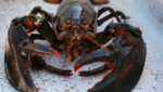 live Nova Scotia lobster